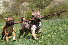 Dogs carrying stick (from Slick)