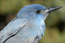 Pinyon jay (from USNPS)